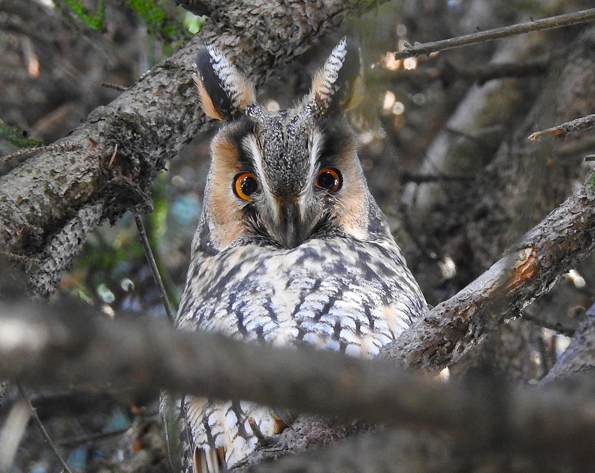 kalous ušatý - ML644463991