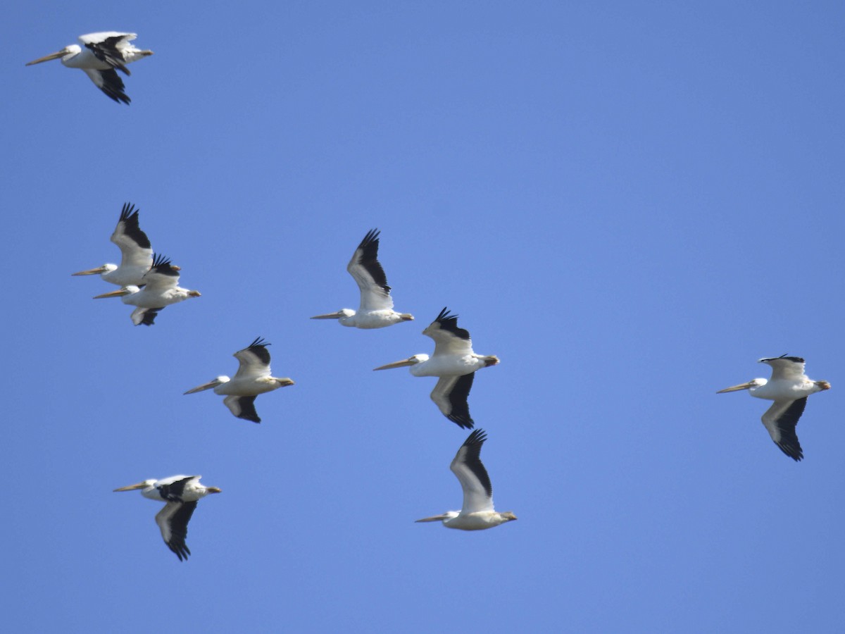 American White Pelican - ML644463996
