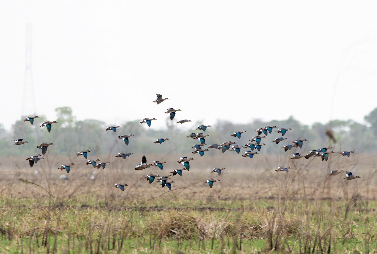 Brazilian Teal - ML644463997