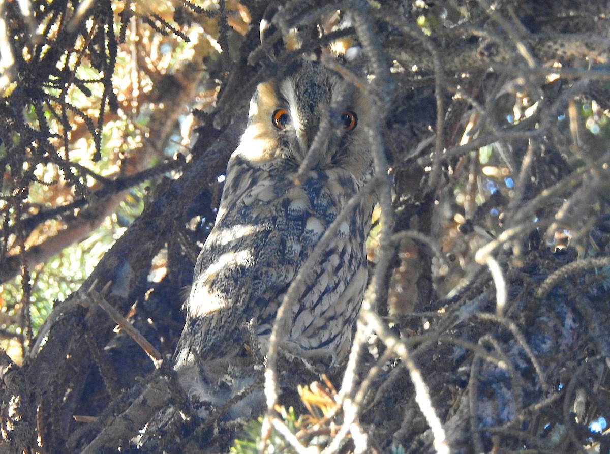 kalous ušatý - ML644464001