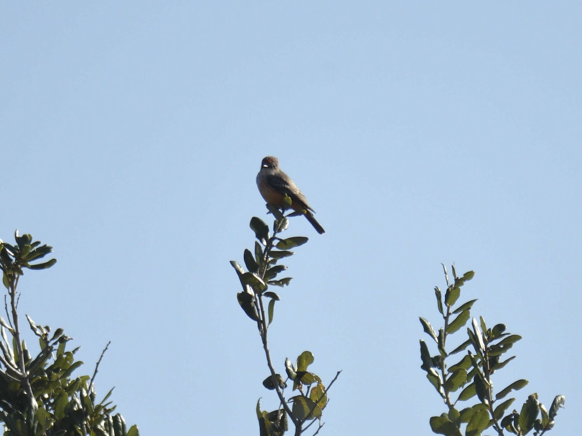Vermilion Flycatcher - ML644464003
