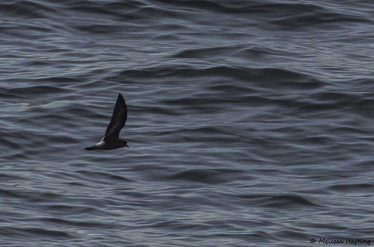 Leach's Storm-Petrel - ML644464004