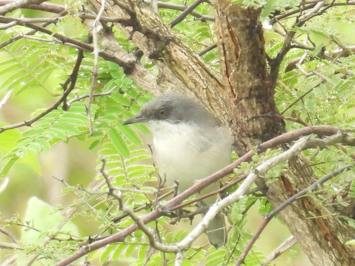 Тарчигнаа зэржгэнэ - ML644464006