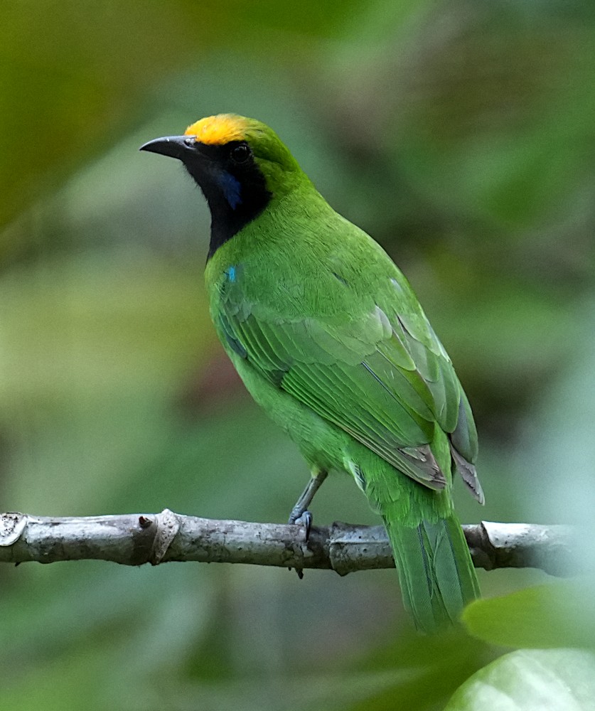 Verdin à front d'or - ML644464007