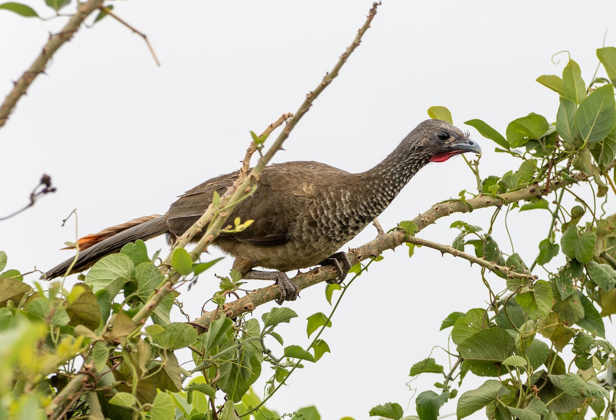 Speckled Chachalaca - ML644464012