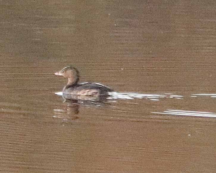 オビハシカイツブリ - ML644464013