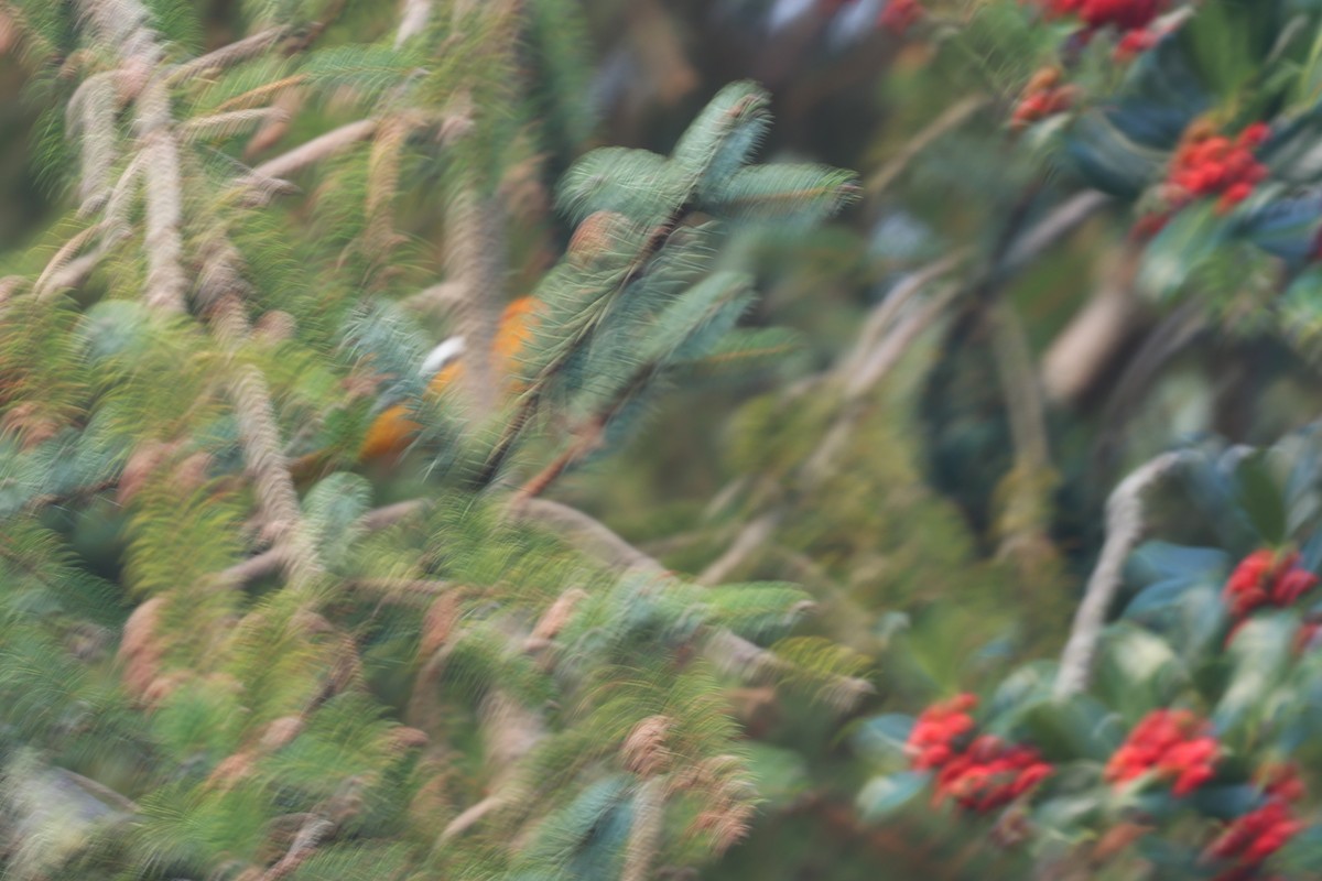 Oriole de Bullock - ML644464015