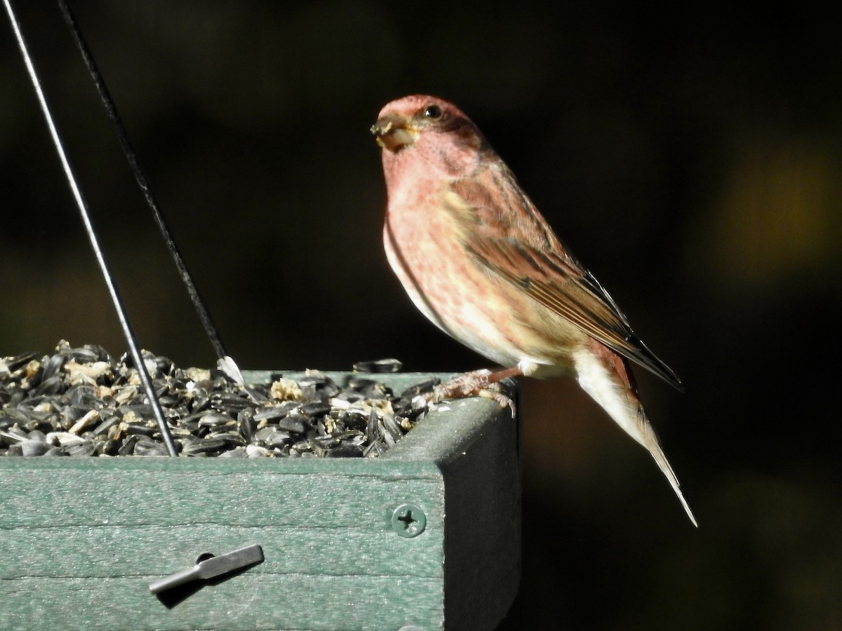 purpurfink - ML644464021