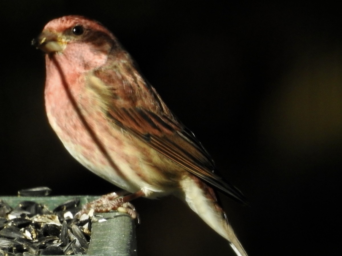 purpurfink - ML644464022