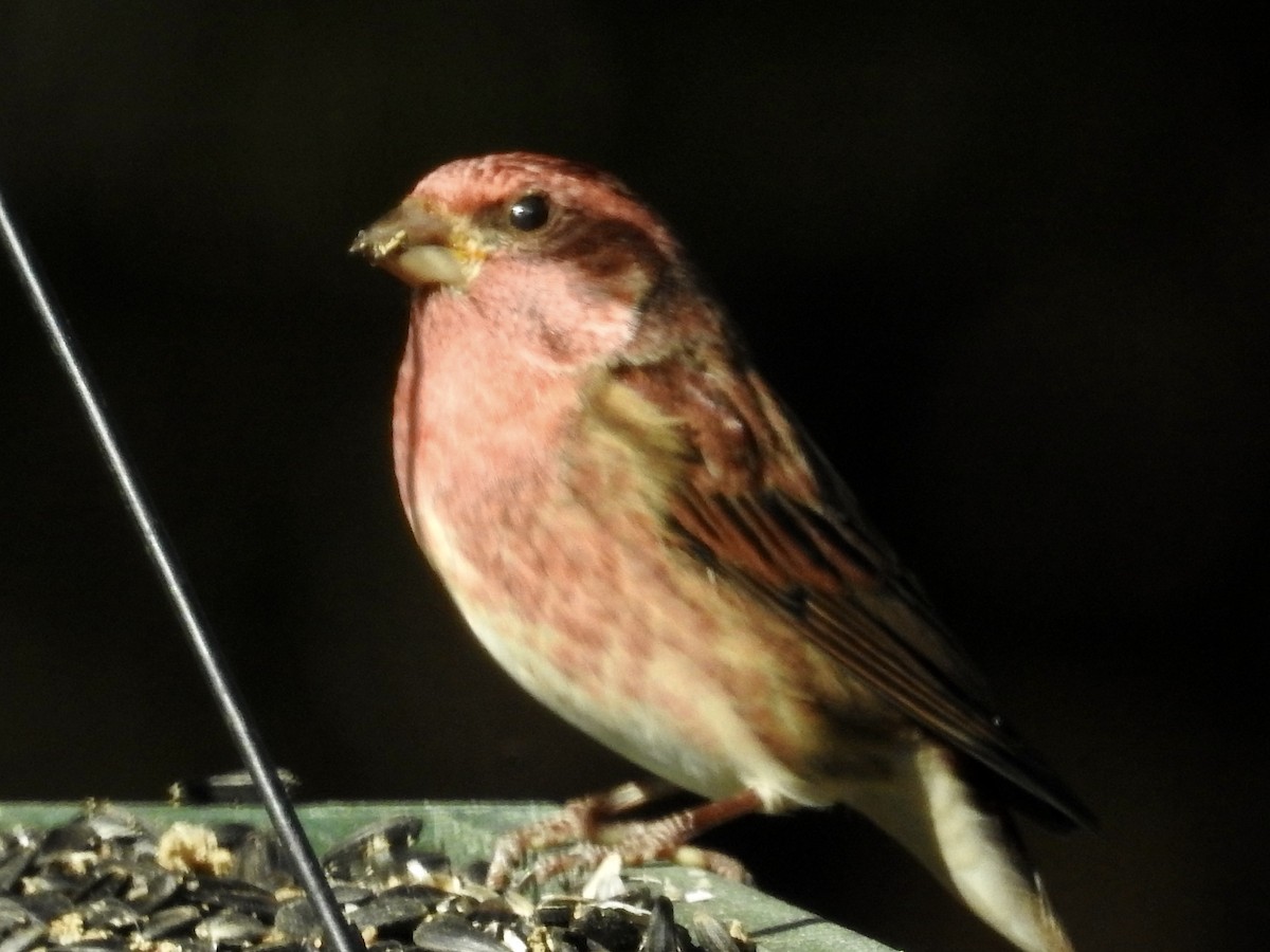 purpurfink - ML644464023