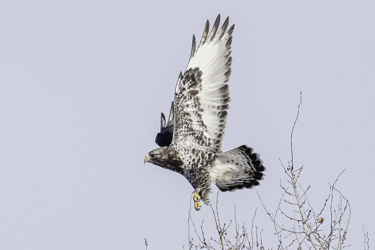 Poiana calzata - ML644464030