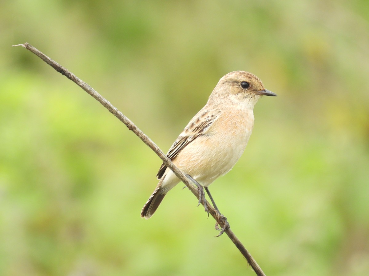 Сибирийн шулганаа - ML644464033