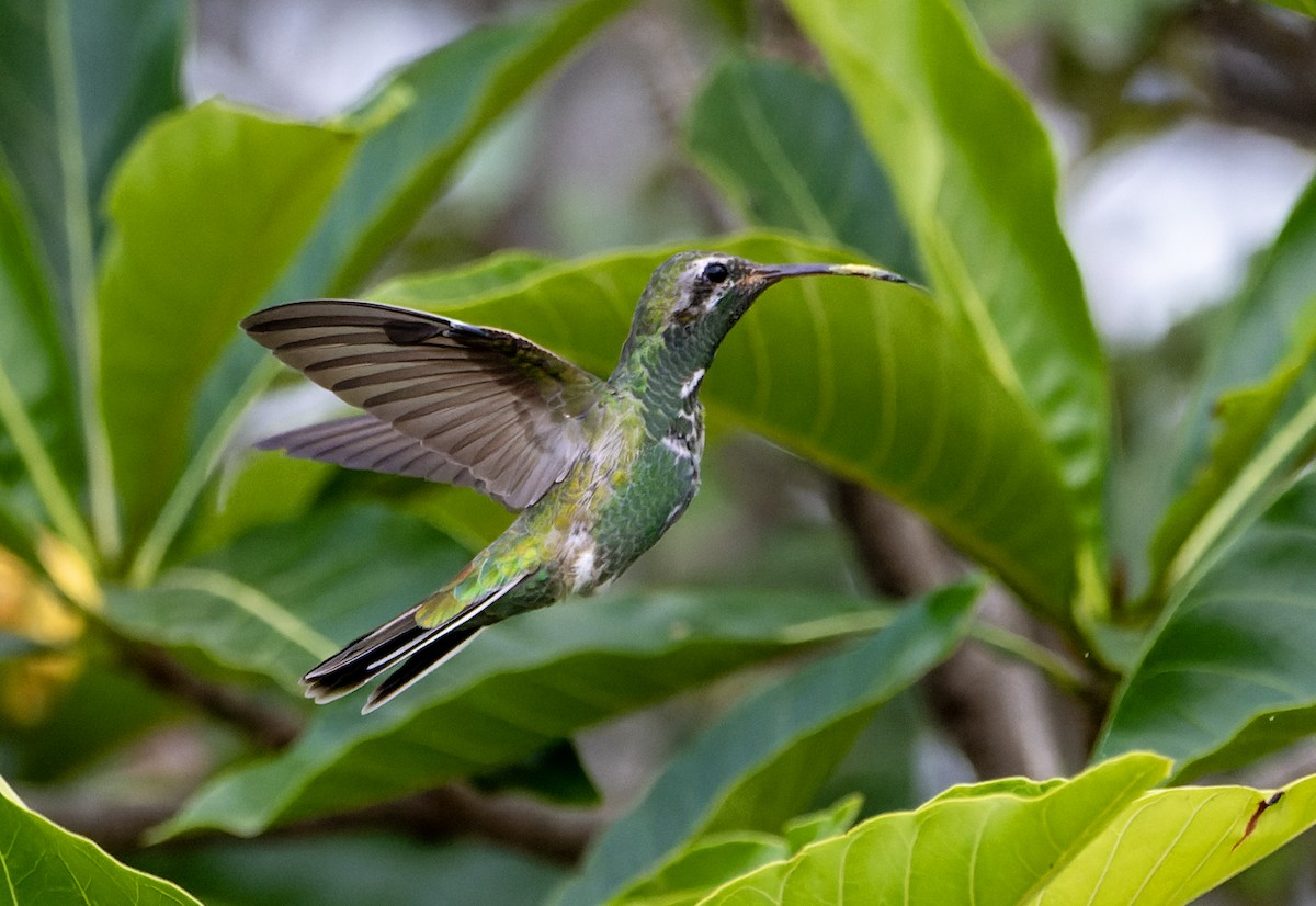 White-tailed Goldenthroat - ML644464035