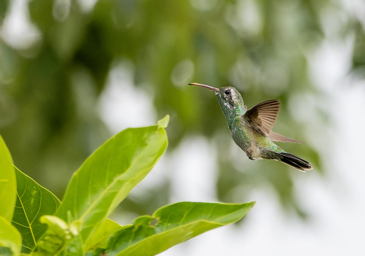 White-tailed Goldenthroat - ML644464036