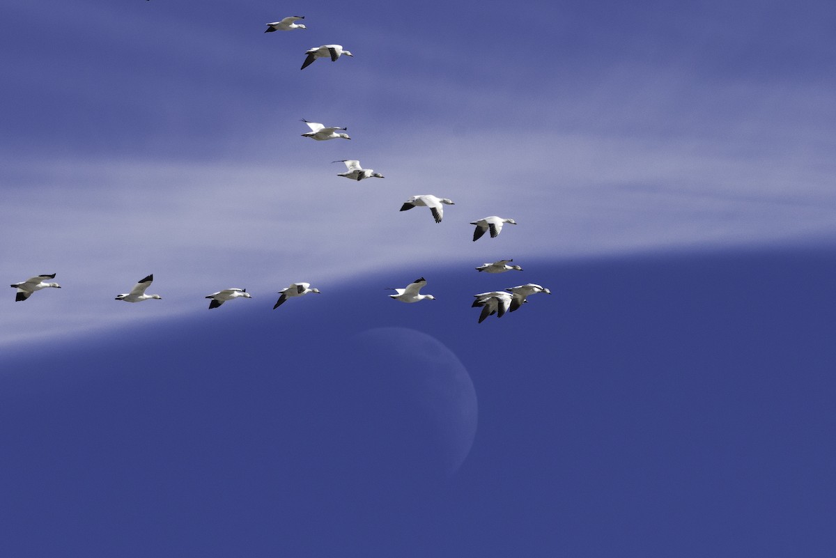 Oca delle nevi - ML644464037