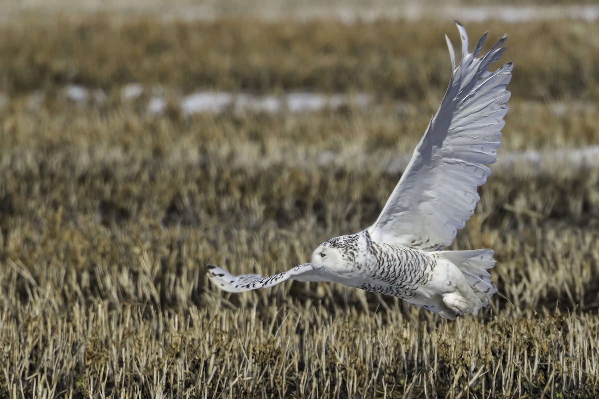 Snowy Owl - ML644464039