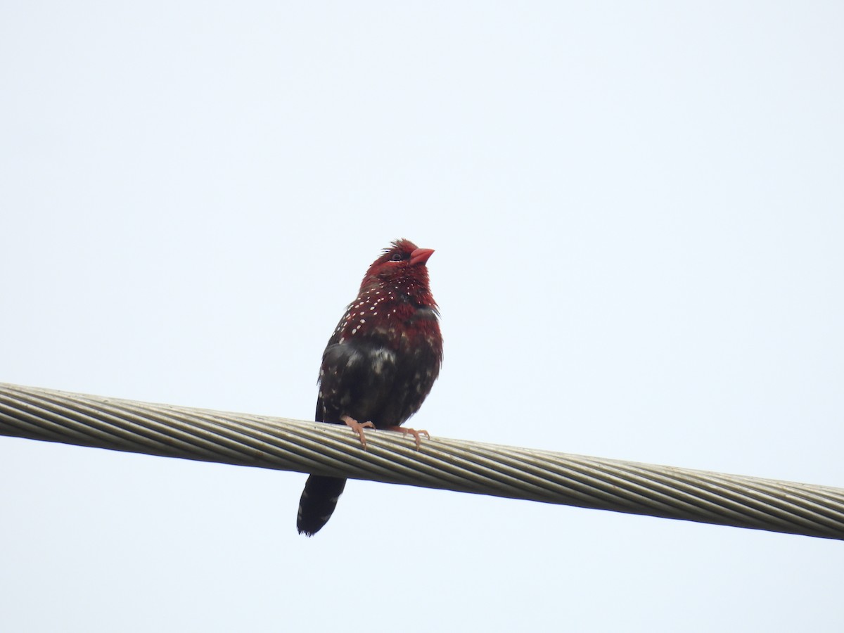 Red Avadavat - ML644464056