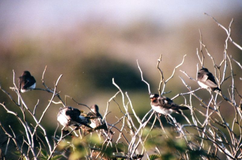 Cliff Swallow - ML644464061