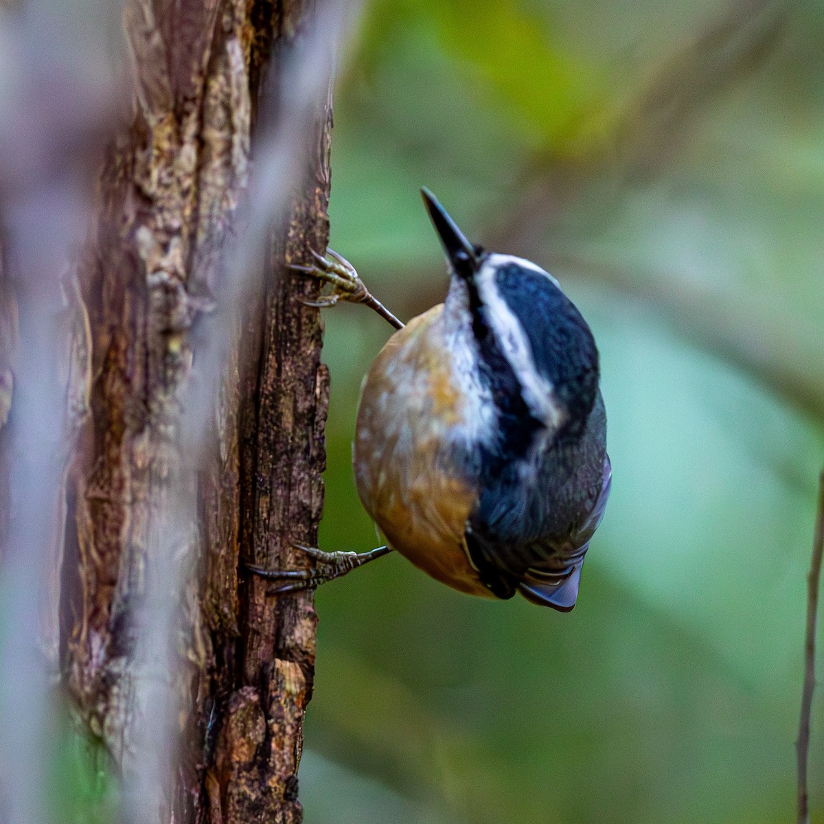 ムネアカゴジュウカラ - ML644464063