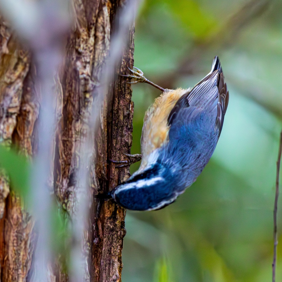 ムネアカゴジュウカラ - ML644464064