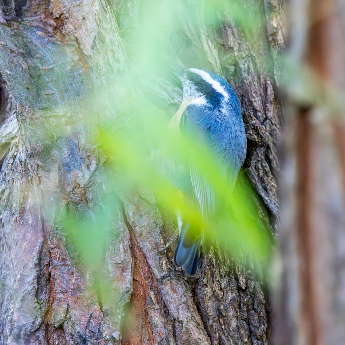 ムネアカゴジュウカラ - ML644464065