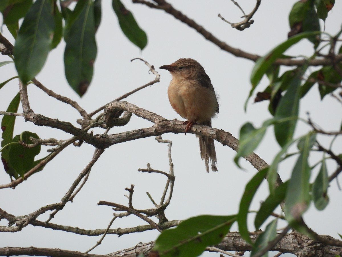 Common Babbler - ML644464066