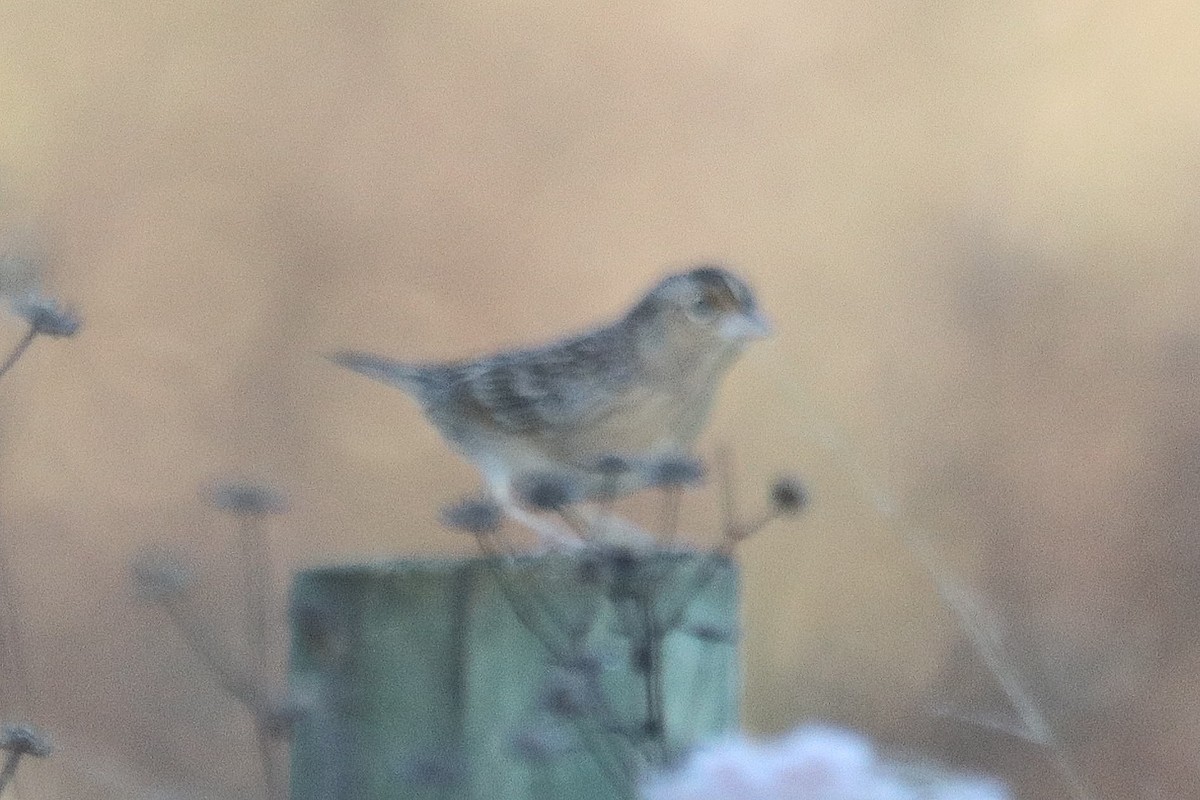 Grasshopper Sparrow - ML644464069