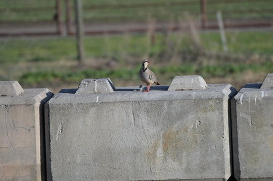 Кеклик - ML644464071