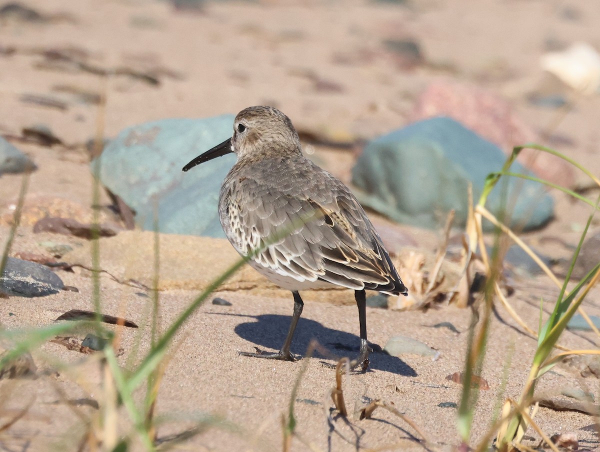 jespák obecný - ML644464073