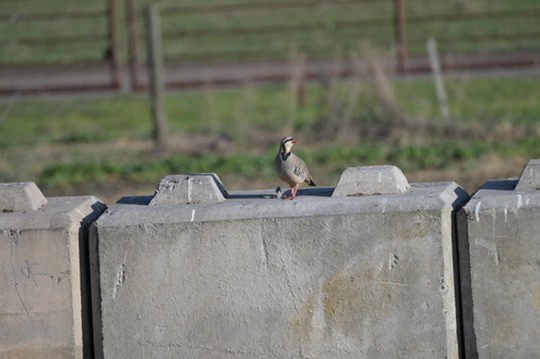 Кеклик - ML644464077