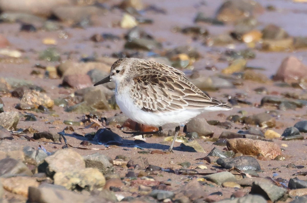 Semipalmated Sandpiper - ML644464080