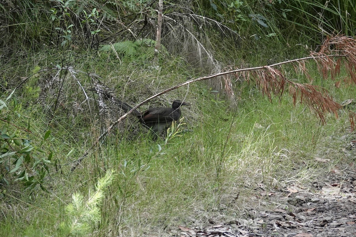 lyrochvost nádherný - ML644464082