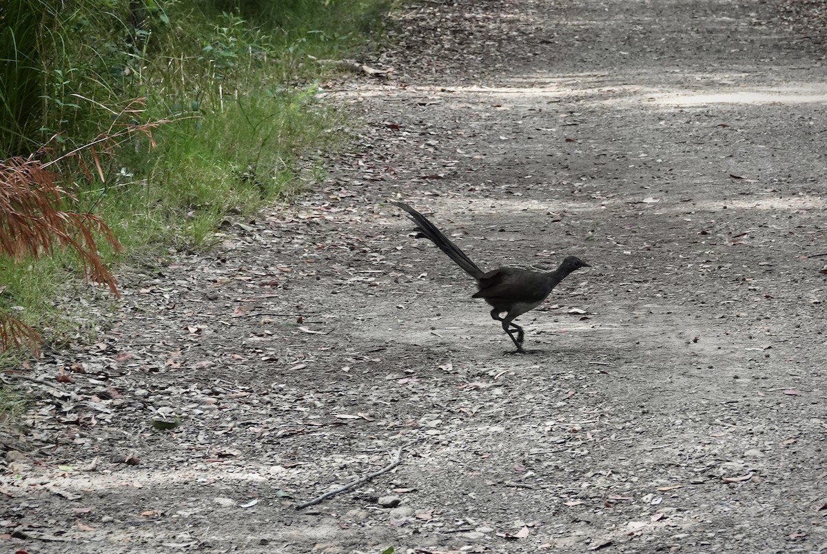 lyrochvost nádherný - ML644464083