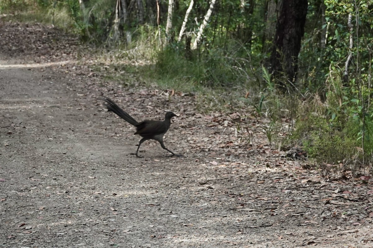 lyrochvost nádherný - ML644464084
