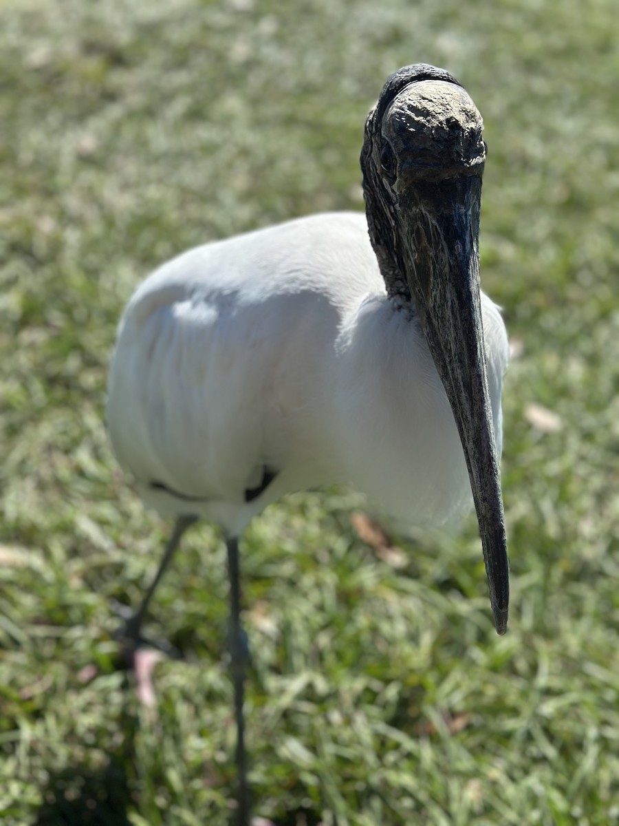 Wood Stork - ML644464093