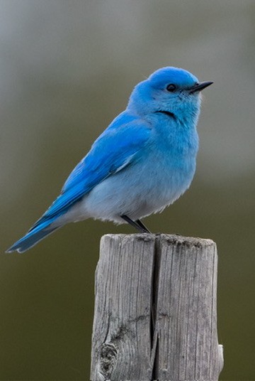 Merlebleu azuré - ML644464097