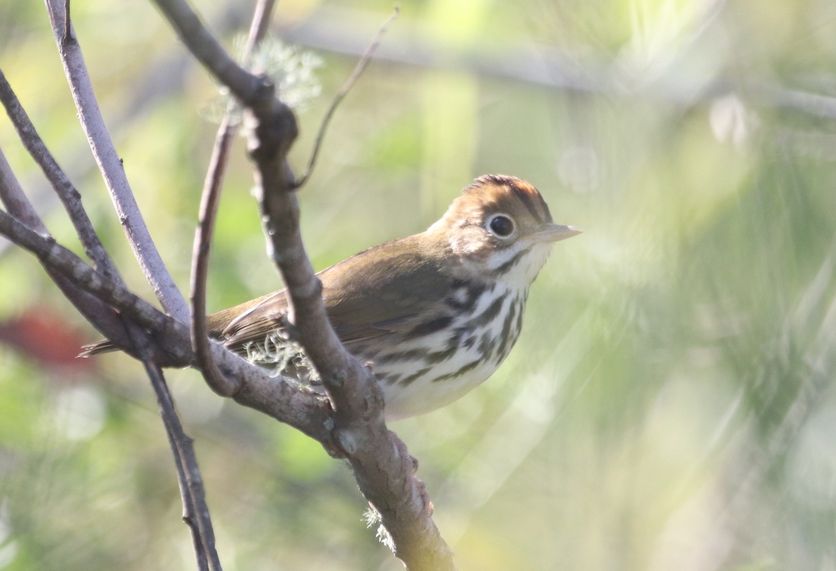 Ovenbird - ML644464102