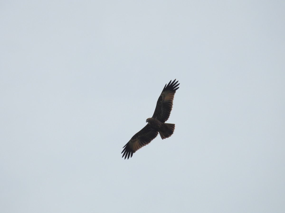 Brahminy Kite - ML644464105