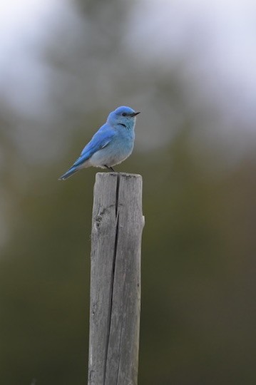 Merlebleu azuré - ML644464107