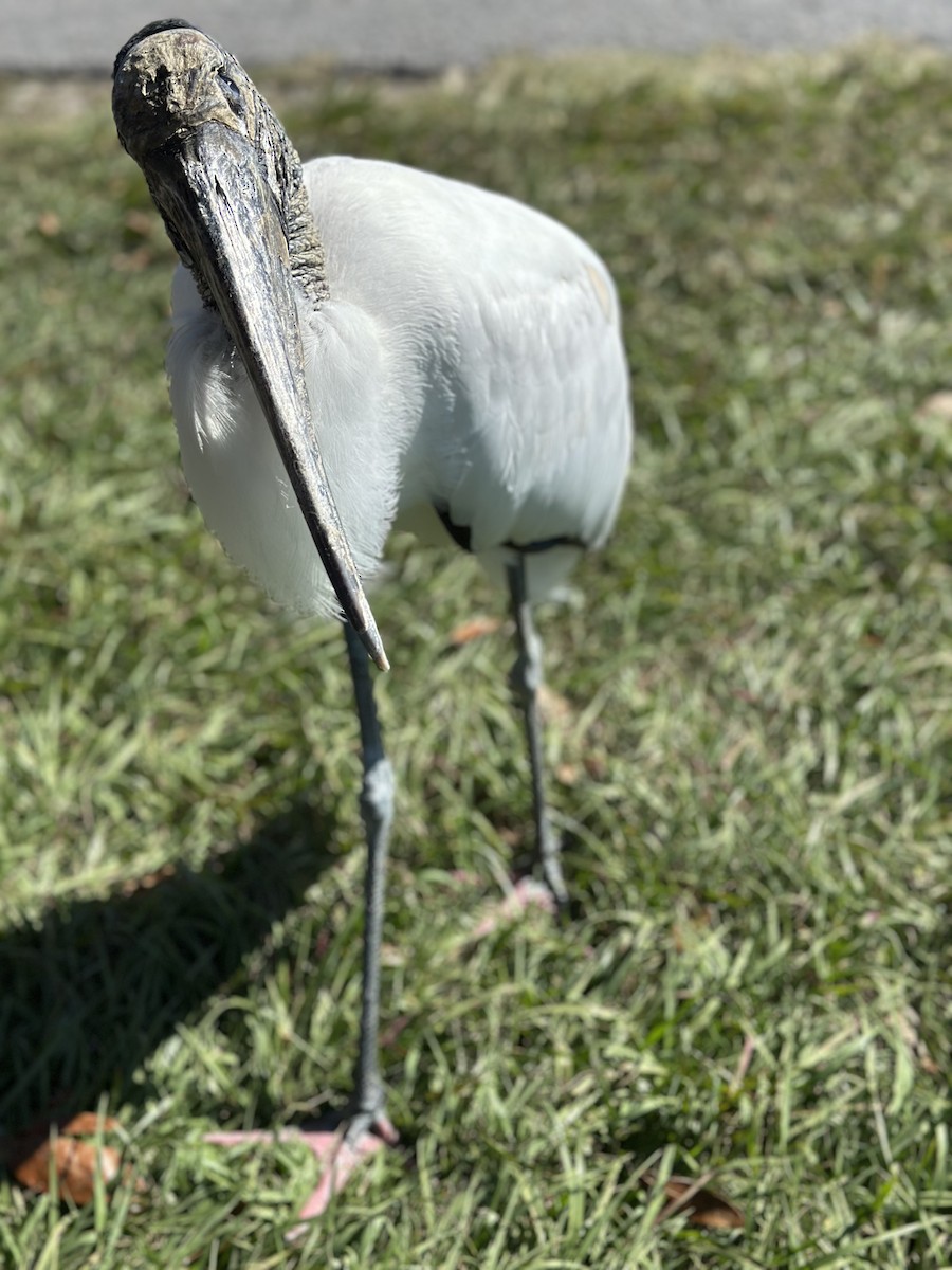 Wood Stork - ML644464110