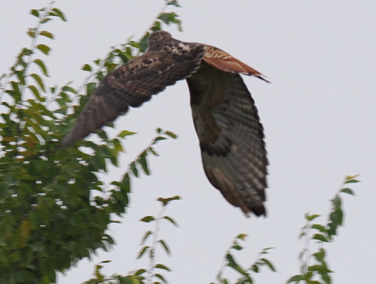 Busardo Colirrojo - ML644464115