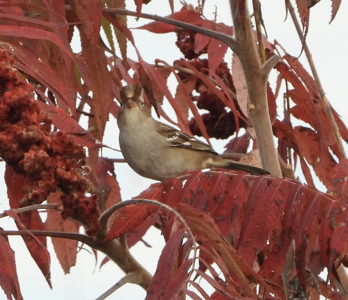 strnadec bělopásý - ML644464117