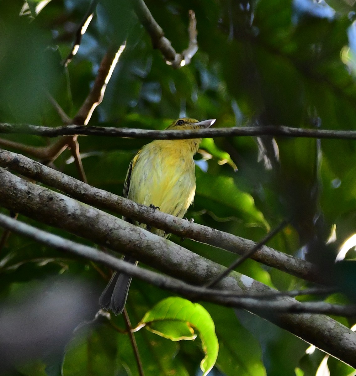 Ochre-lored Flatbill - ML644464124