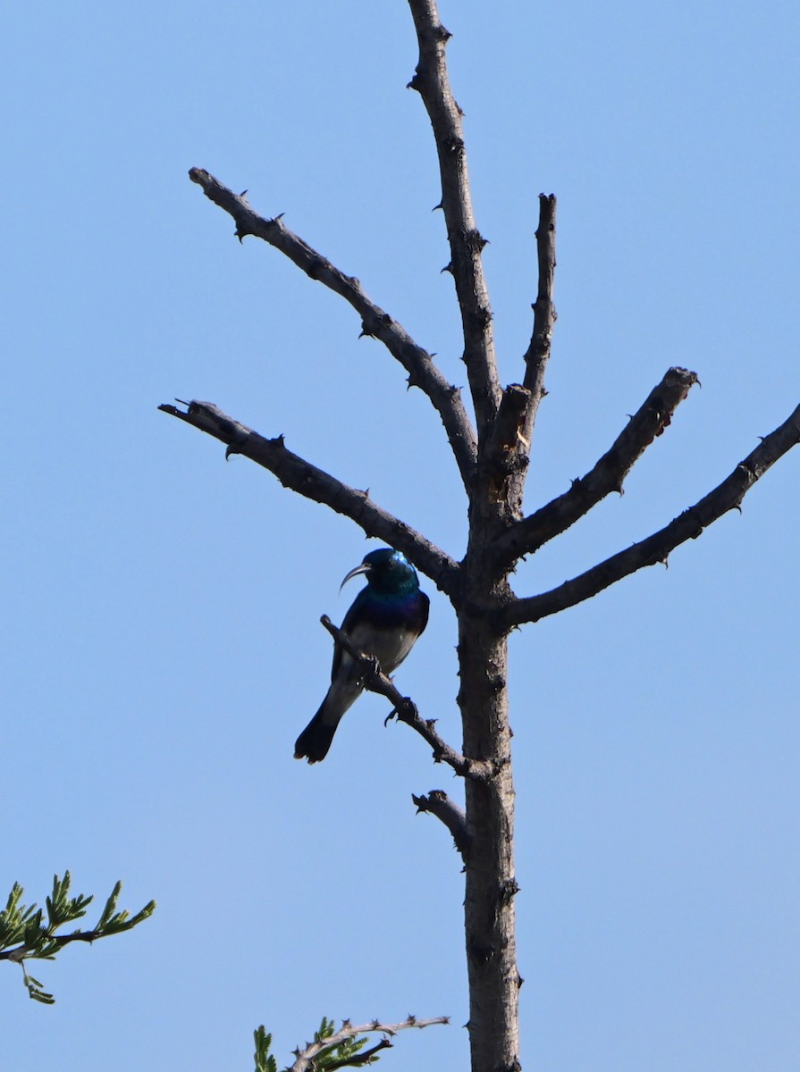 White-bellied Sunbird - ML644464128