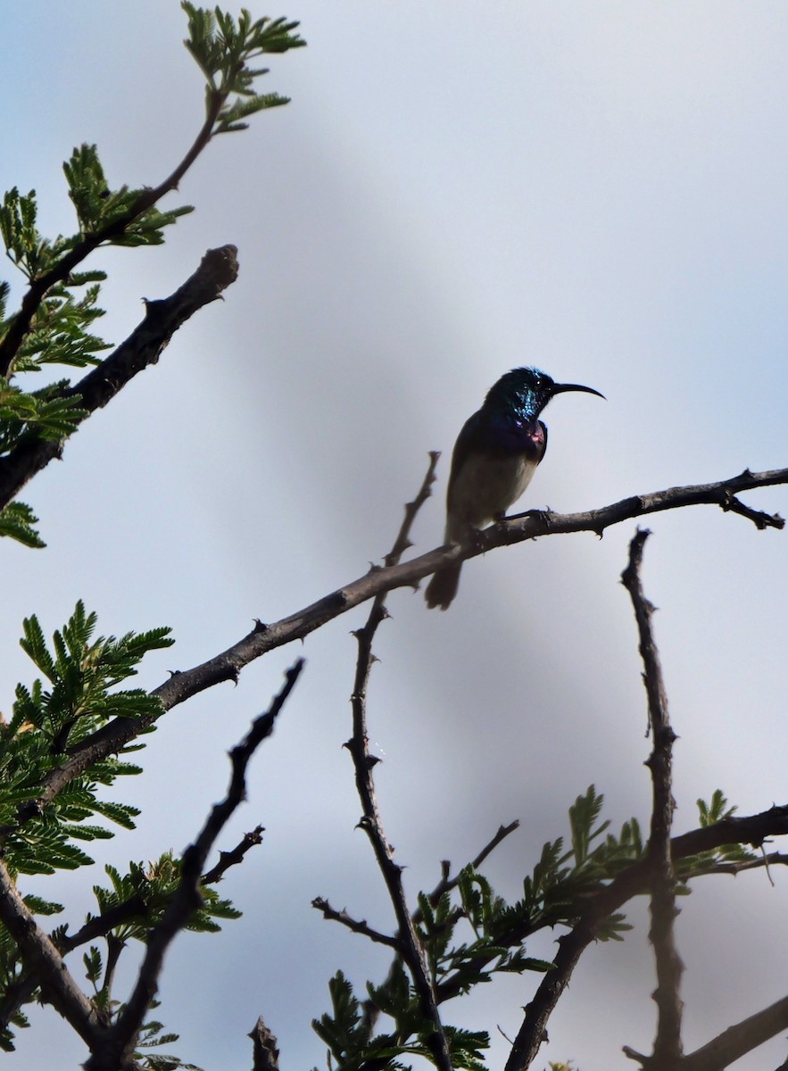 White-bellied Sunbird - ML644464129