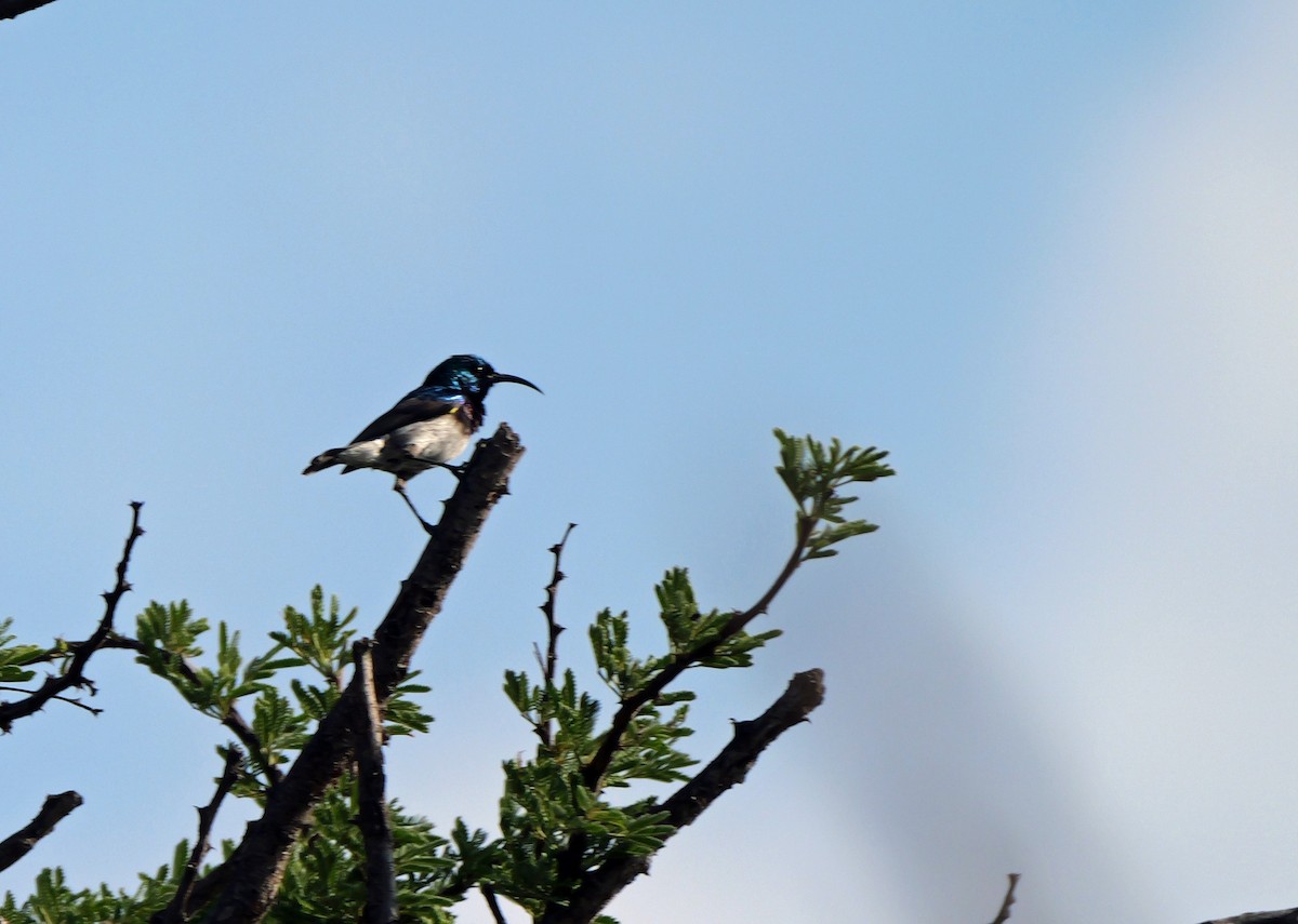 White-bellied Sunbird - ML644464130
