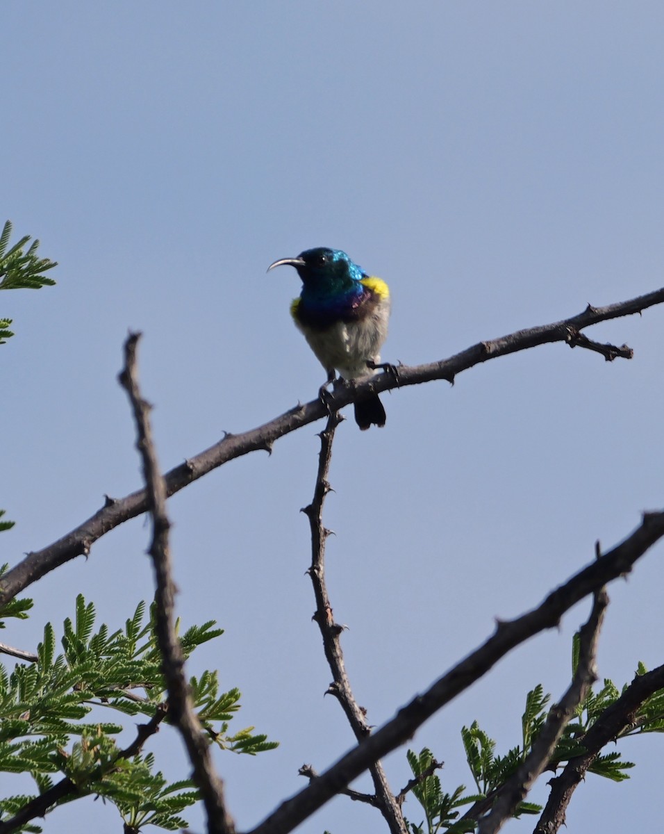 White-bellied Sunbird - ML644464131