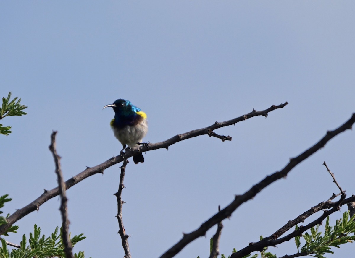 White-bellied Sunbird - ML644464132
