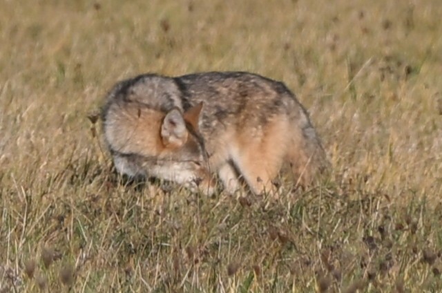 郊狼 - ML644464146