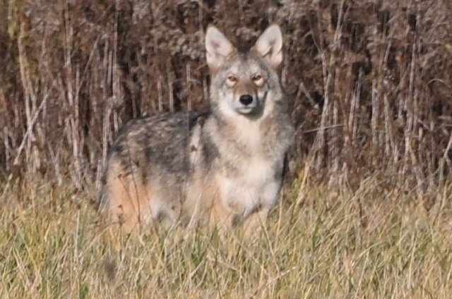 郊狼 - ML644464147